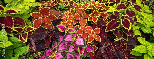 Close up of colorful Coleus scutellarioides leaves photo