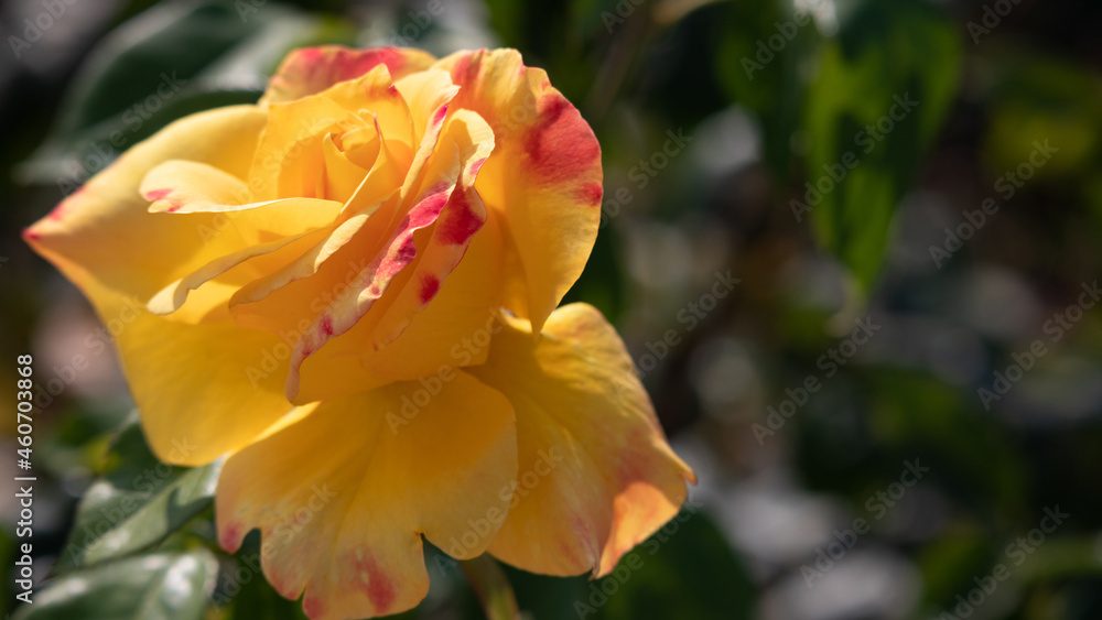 Flower Closeups of Beautiful Roses of Several Colors from multiple Species! Flower Closeups of Beautiful Roses of Several Colors from multiple Species!
