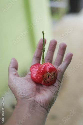 Fresh ripe red rose apples hanging on hand. Also know as jambu air Merah (Syzygium aqueum), jambu Semarang (Syzygium samarangense), Jambu Bol, or Malay Apple (Syzygium malaccense) photo