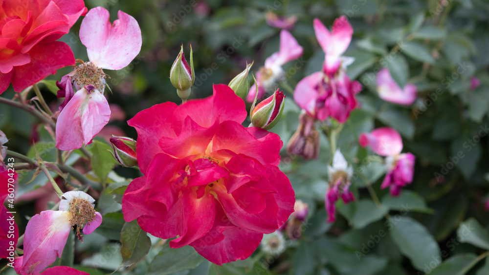Flower Closeups of Beautiful Roses of Several Colors from multiple Species! Flower Closeups of Beautiful Roses of Several Colors from multiple Species!