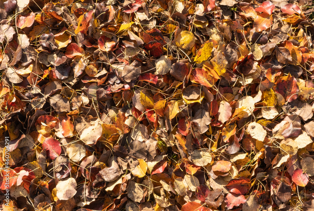Red, yellow, orange and brown autumn leaves of a pear tree as a background. Bright autumn background from fallen leaves.