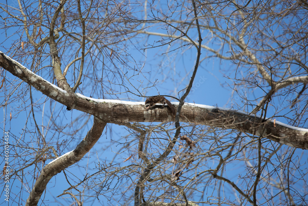 Flying Squirrel Leaping along a Snowy Limb Flying Squirrel Leaping along a Snowy Limb