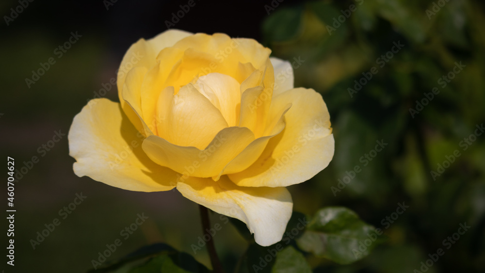 Flower Closeups of Beautiful Roses of Several Colors from multiple Species! Flower Closeups of Beautiful Roses of Several Colors from multiple Species!