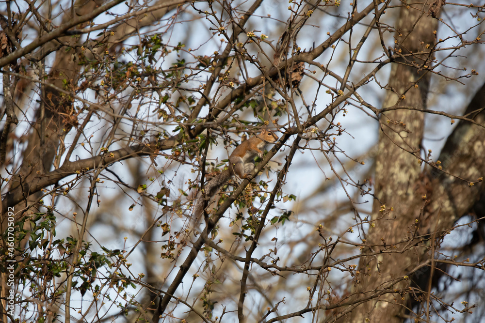 Eastern Gray Squirrel Climbing Eastern Gray Squirrel Climbing