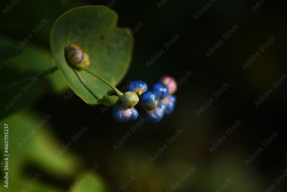 Persicaria perfoliata berries. Polygonaceae annual vine plants. Persicaria perfoliata berries. Polygonaceae annual vine plants.
