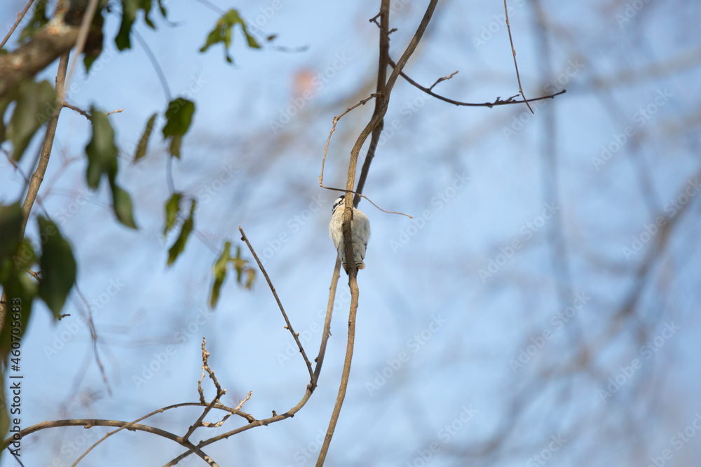 Female Downy Woodpecker on a Vine Female Downy Woodpecker on a Vine