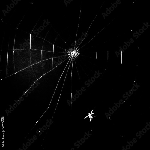 Spider and web