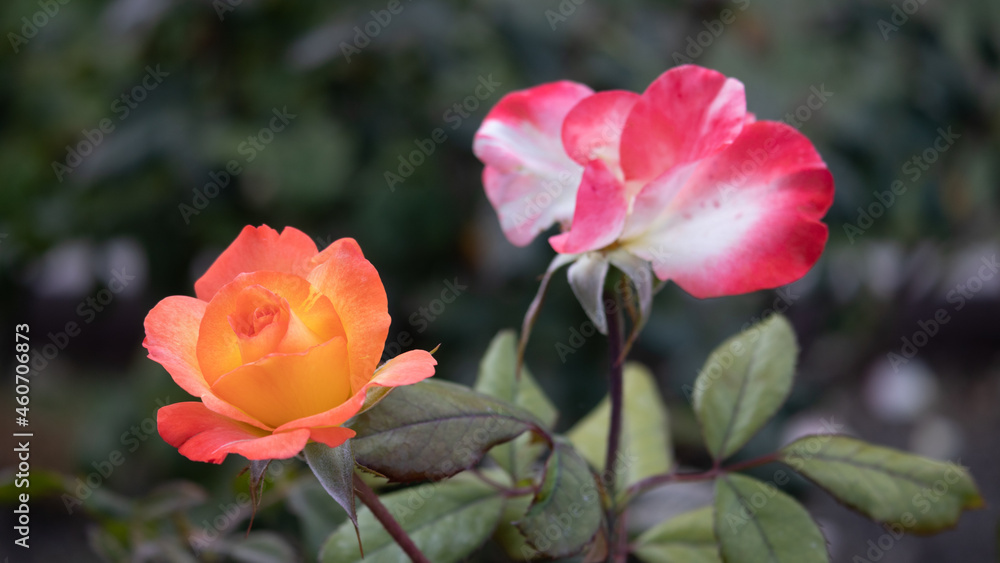 Flower Closeups of Beautiful Roses of Several Colors from multiple Species!