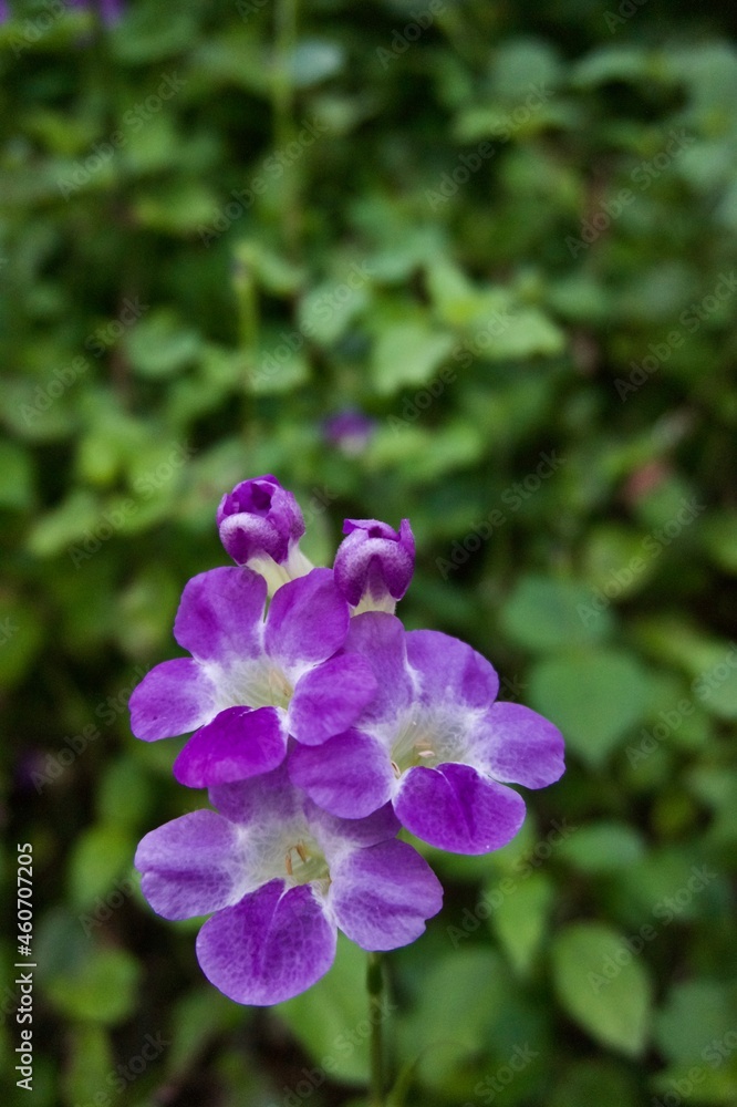 沖縄県宮古島　美しい紫の花　アップ