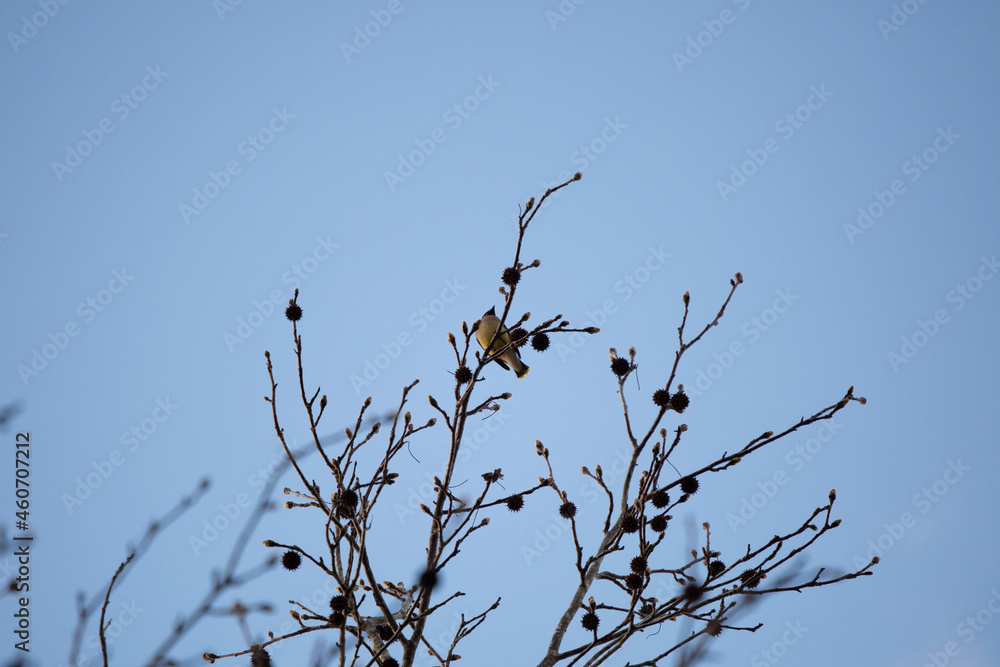 Curious Cedar Waxwing Curious Cedar Waxwing