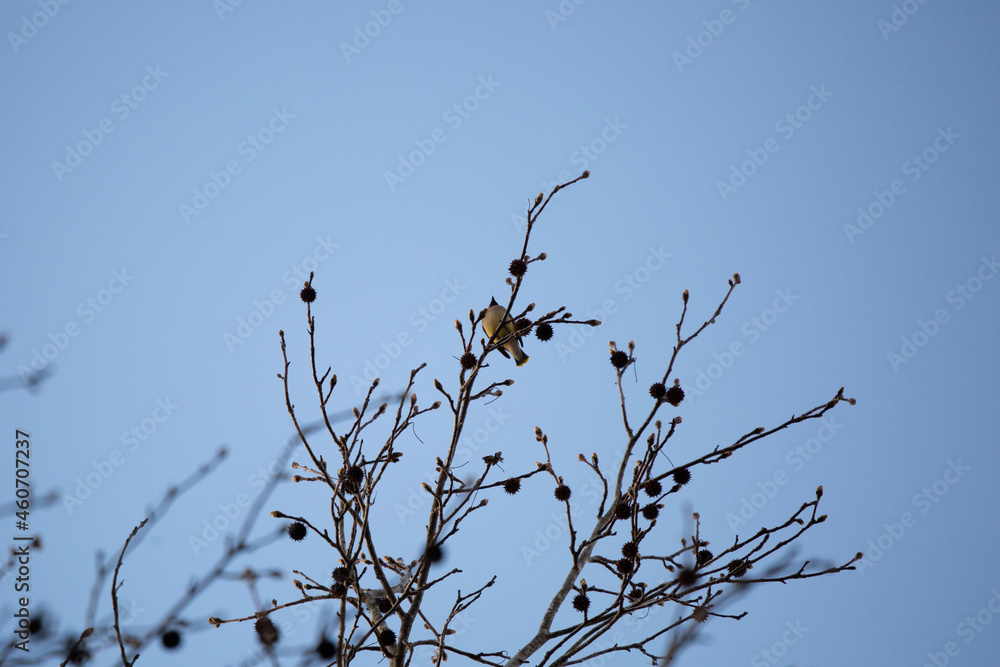 Curious Cedar Waxwing Curious Cedar Waxwing