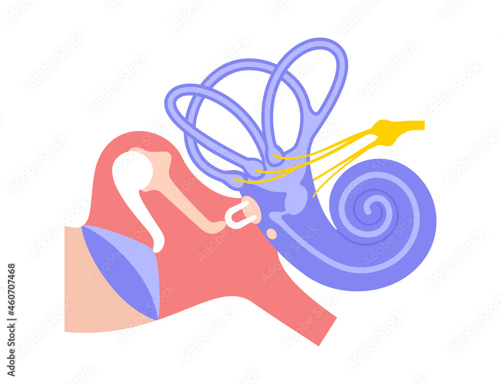 Inner ear anatomy Inner ear anatomy