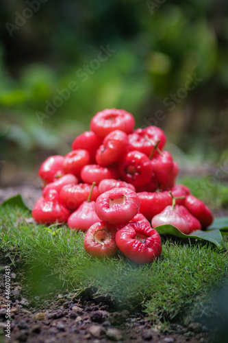 Freshly plucked rose apple fruit on basket for sale. Also known as jambu air Merah (Syzygium aqueum), jambu Semarang (Syzygium samarangense), Jambu Bol, or Malay Apple (Syzygium malaccense) photo