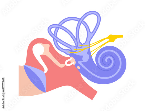 Inner ear anatomy