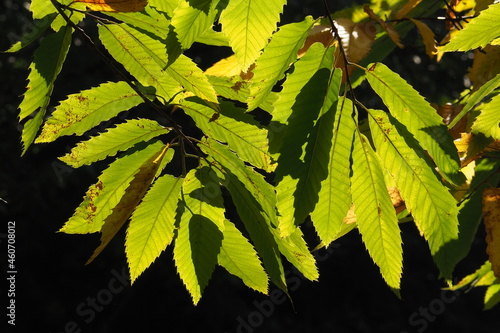 Zielone liście pod słońcem