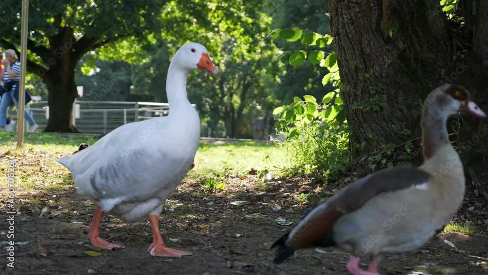 Closeup shot of a goose in the garden Closeup shot of a goose in the garden