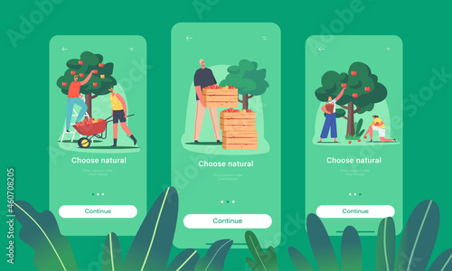 Natural Food Mobile App Page Onboard Screen Template. Characters Harvesting Apples in Garden or Orchard, Agriculture