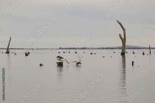 Water scene with pelicans and dead tree stumps. Kow Swamp, Victoria Australia photo