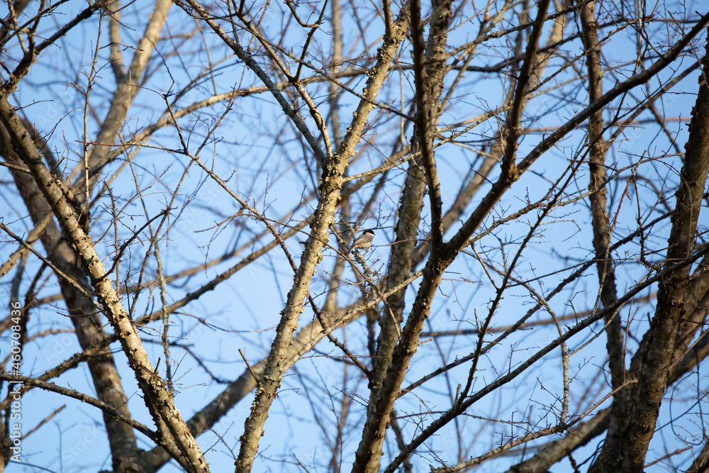 Carolina Chickadee on a Branch Carolina Chickadee on a Branch