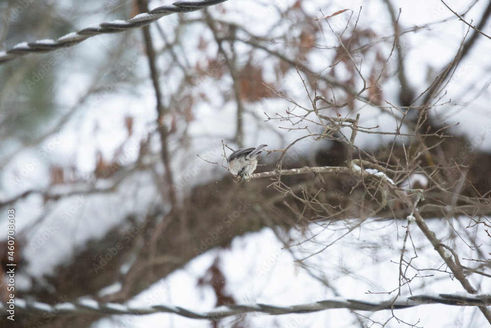 Carolina Chickadee on Snowy Branch Carolina Chickadee on Snowy Branch