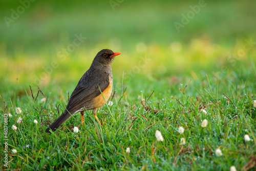 Abyssinian Thrush - Turdus abyssinicus bird in Turdidae, also known as the African mountain thrush, northern olive thrush or Ethiopian thrush, black brown and orange bird on the green grass