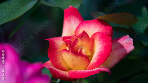 Flower Closeups of Beautiful Roses of Several Colors from multiple Species