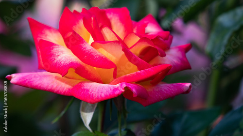 Flower Closeups of Beautiful Roses of Several Colors from multiple Species
