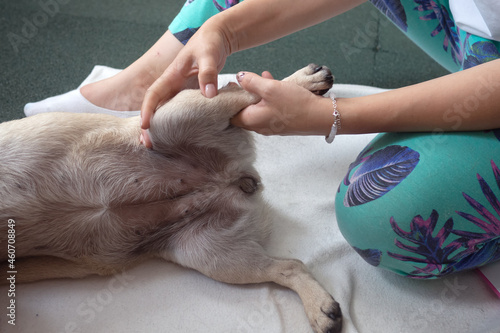 Photography Pet massage in veterinary clinic. Physiotherapy for dogs