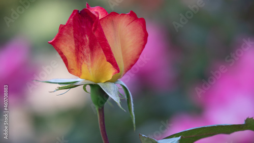 Flower Closeups of Beautiful Roses of Several Colors from multiple Species