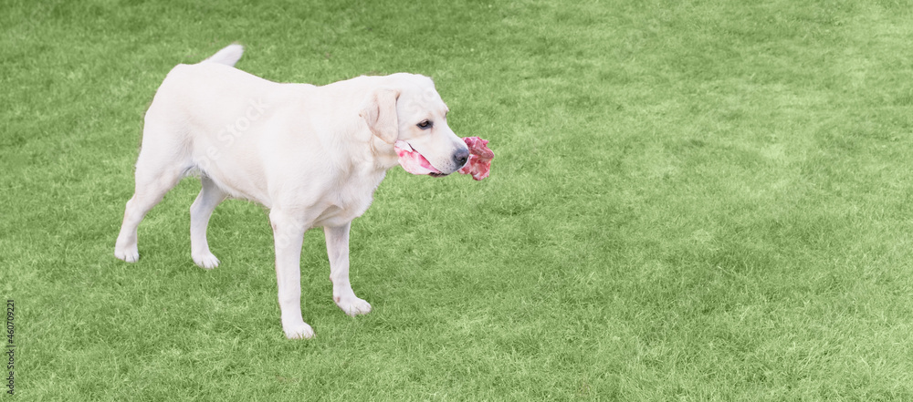Fototapeta premium A dog is gnawing a bone on the lawn