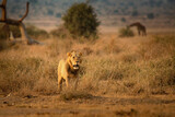 Lion - Panthera leo king of the animals. Lion - the biggest african cat in Amboseli National Park in Kenya Africa, walk in savannah around the giraffes during sunrise, hunting hunter