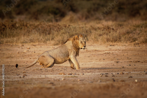 Fototapeta Naklejka Na Ścianę i Meble -  Lion - Panthera leo king of the animals. Lion - the biggest african cat in Amboseli National Park in Kenya Africa, walk in savannah around the giraffes during sunrise, hunting hunter