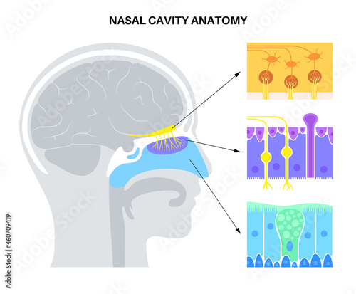 nasal cavity anatomy