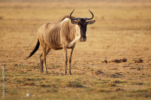 Eastern White-bearded Wildebeest - Connochaetes taurinus albojubatus also brindled gnu, antelope in Eastern and Southern Africa, belongs to Bovidae with antelopes, cattle, goats, sheep, ungulates photo