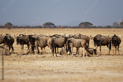 Eastern White-bearded Wildebeest - Connochaetes taurinus albojubatus also brindled gnu  antelope in Eastern and Southern Africa  belongs to Bovidae with antelopes  cattle  goats  sheep  ungulates