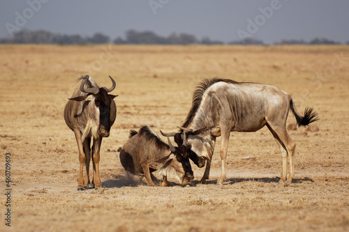 Eastern White-bearded Wildebeest - Connochaetes taurinus albojubatus also brindled gnu, antelope in Eastern and Southern Africa, belongs to Bovidae with antelopes, cattle, goats, sheep, ungulates