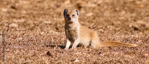 Cuadro en lienzo Young Indian brown mongoose in its natural habitat
