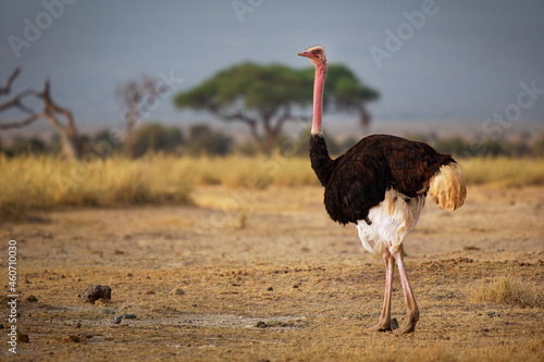 Common Ostrich - Struthio camelus is a species of flightless bird native to large areas of Africa , the largest living bird, long strong red legs, long neck, small head, big bird in savannah