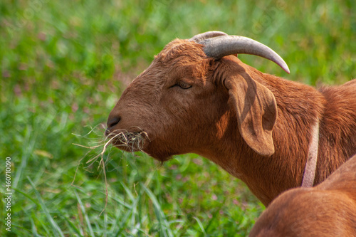 Profile Of A Brown Goat Eating Some Hay