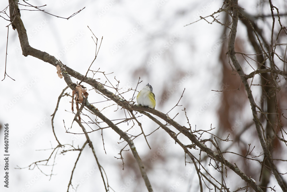 Curious Adult Blue-Headed Vireo Curious Adult Blue-Headed Vireo