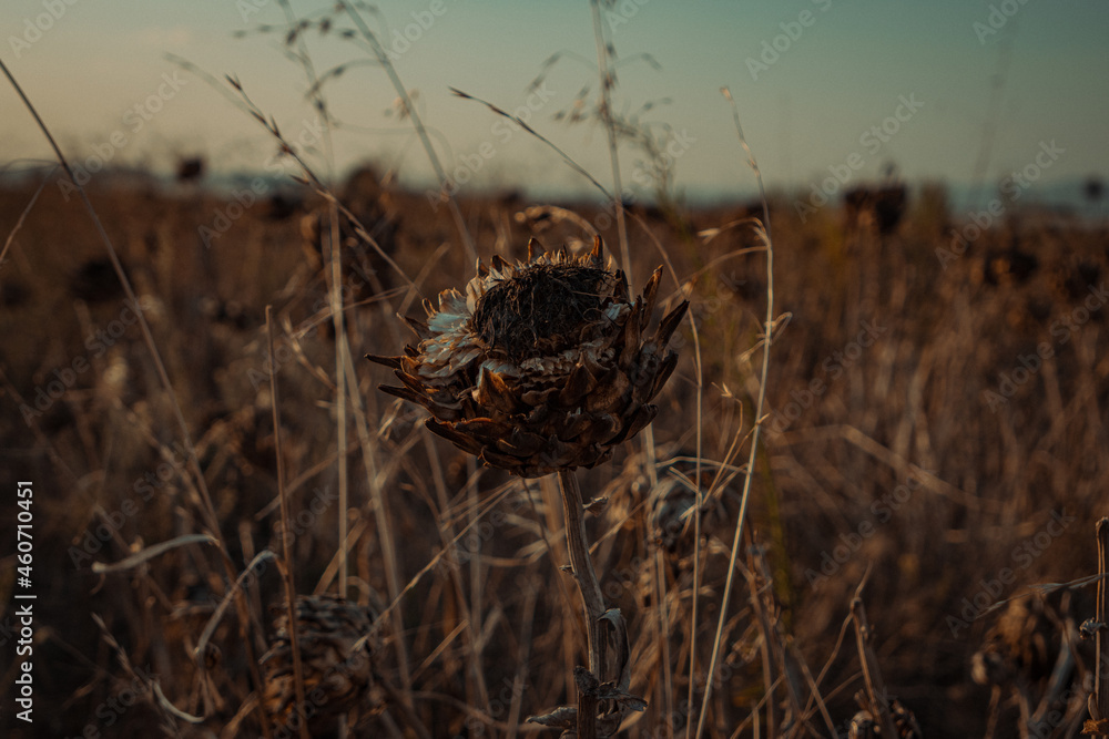 death flower death flower