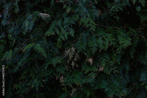 Close-up of many branches of thuja fir trees. Green is the bright color of the needles of an evergreen plant. Christmas plant.