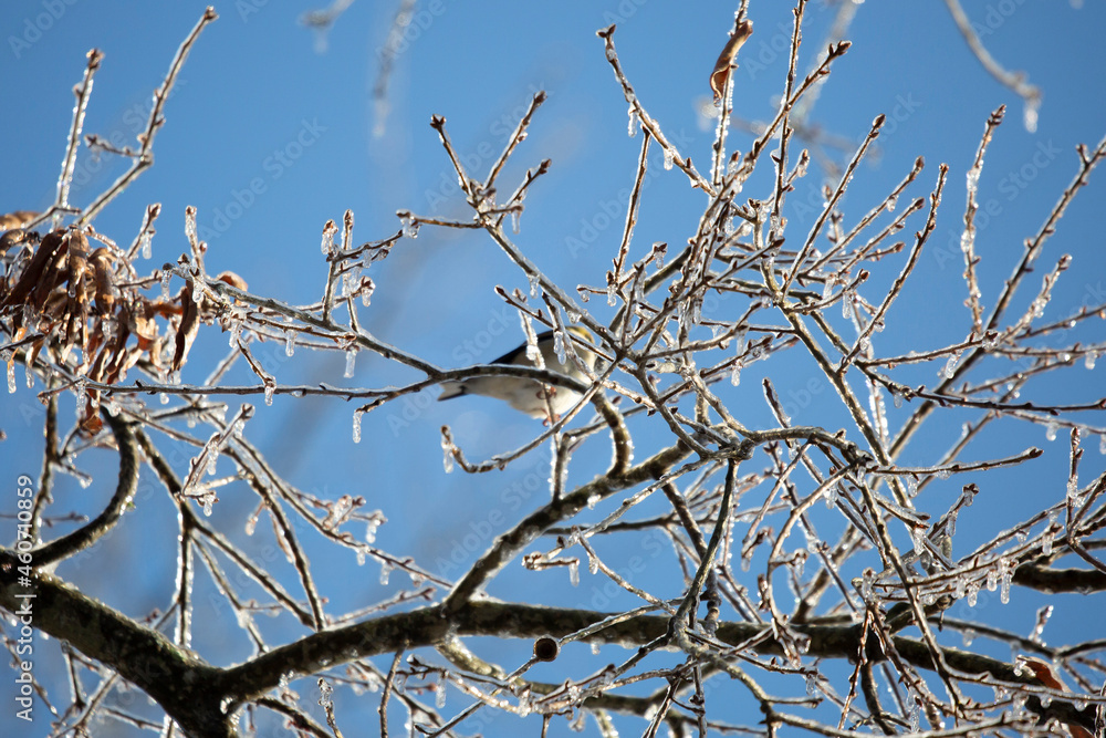 Out of Focus American Goldfinch on a Cold Day Out of Focus American Goldfinch on a Cold Day