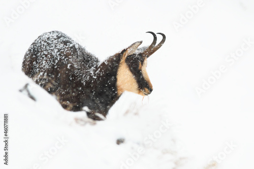 Tatra chamois, rupicapra rupicapra tatrica, standing on snow in wintertime nature. Wild goat looking on slope during snowing in High Tatras national park, Slovakia.