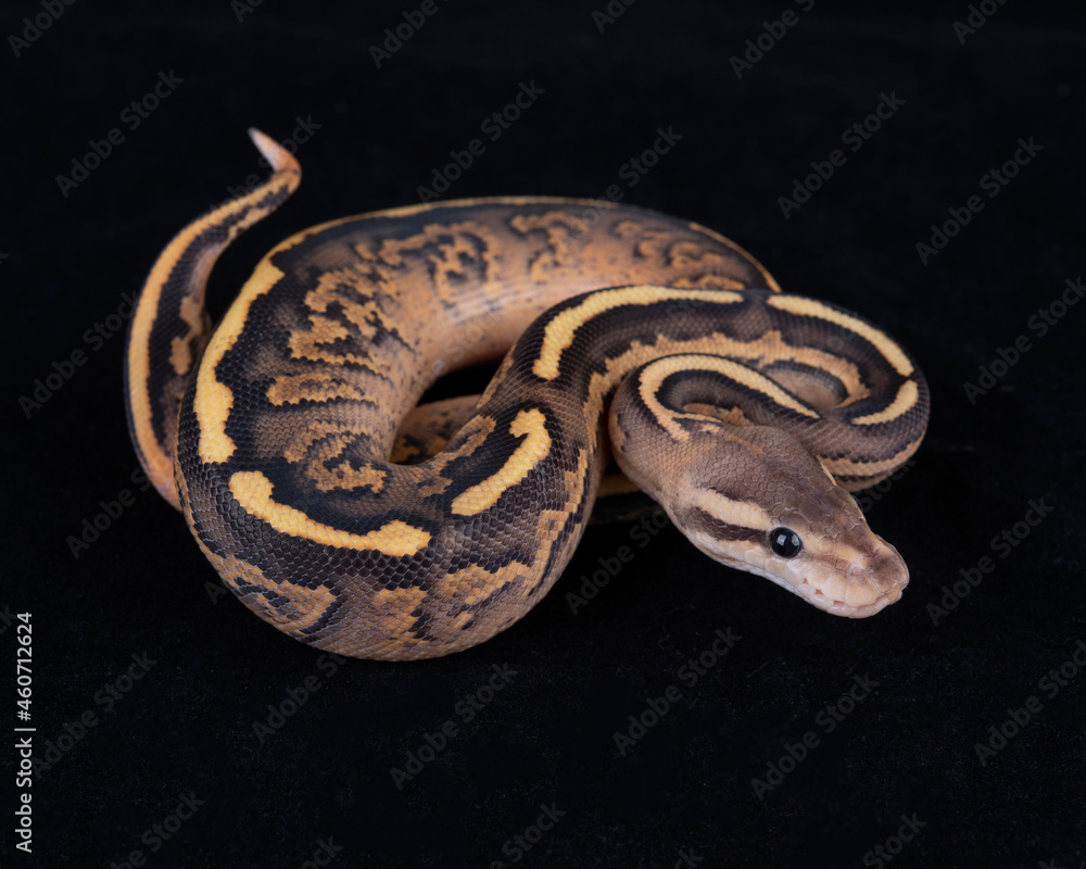 Fototapeta premium Black Pastel Orange Dream Fire Yellow Belly morph Ball Python on Black background