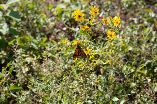 Monarch Butterfly in a Field