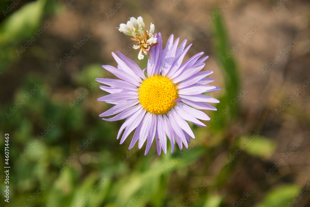 Beautiful Sub-alpine daisy on the Teton Crest Trail, Grand Teton National Park, Wyoming, USA Beautiful Sub-alpine daisy on the Teton Crest Trail, Grand Teton National Park, Wyoming, USA