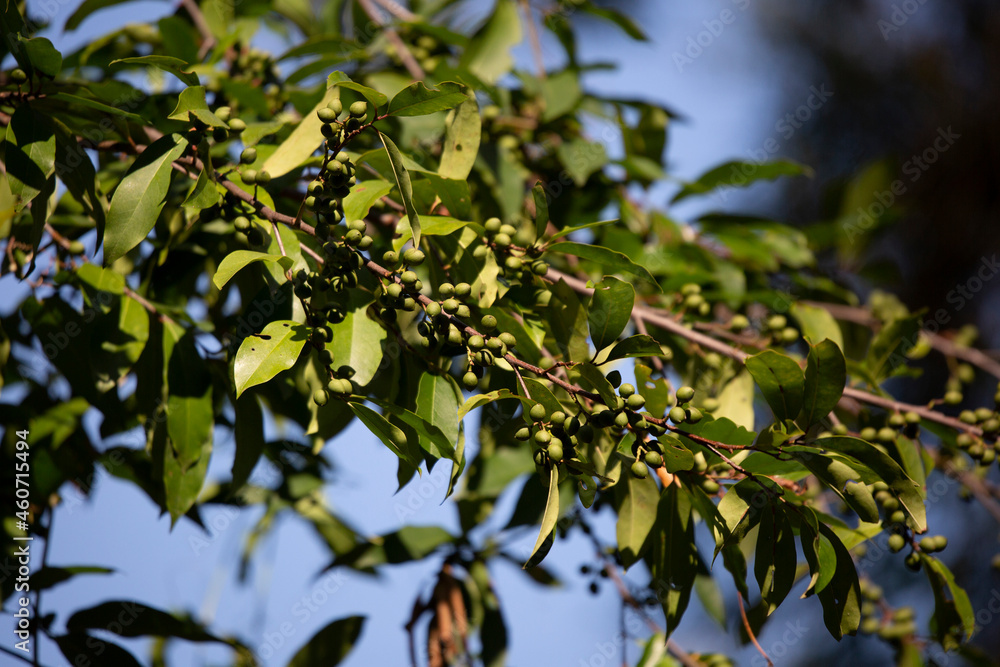 Green Berries on a Vine Green Berries on a Vine