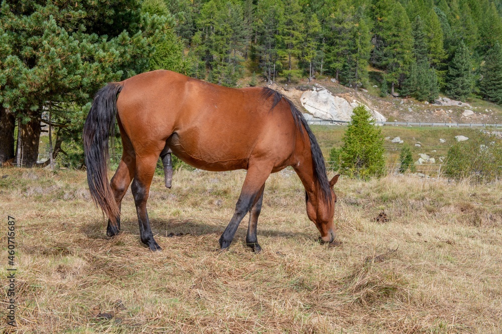 stallion stallion