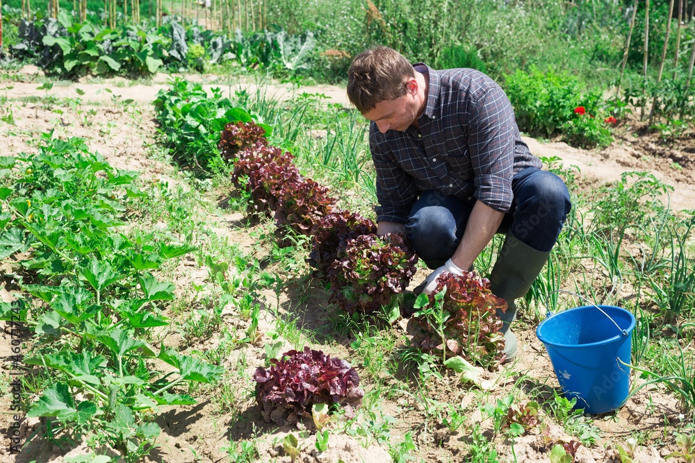 Fototapeta premium Successful farmer satisfied with red lettuce harvest in his field